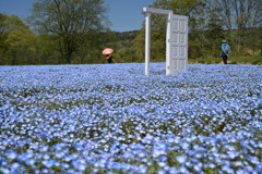 Door
