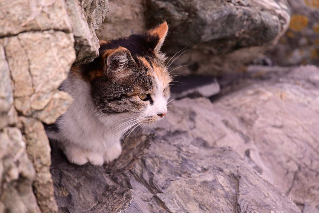 離島の猫