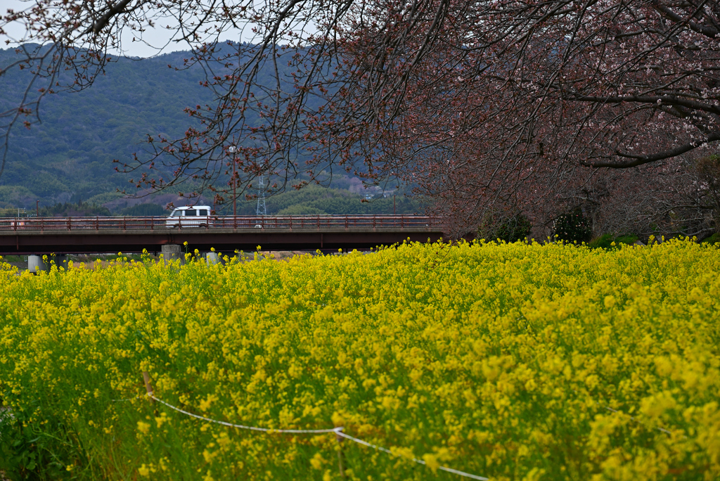 菜の花