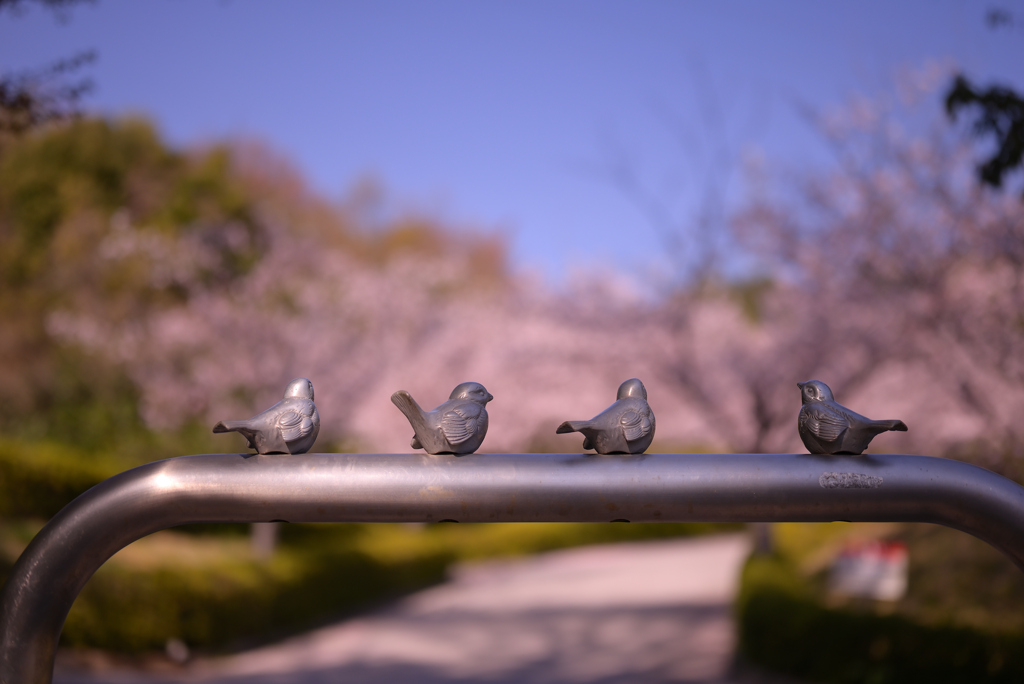 お花見中