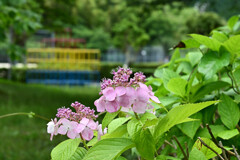 紫陽花