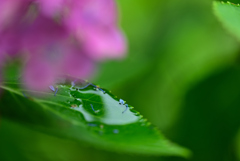 雨上がり