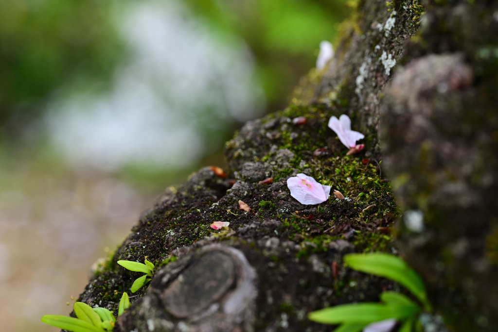 花びら