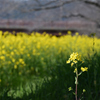 菜の花