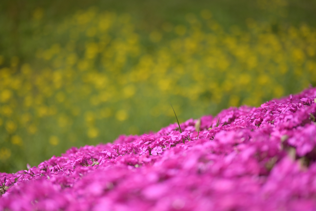 芝桜