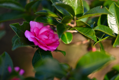 朝露に濡れる花