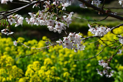 桜と菜の花