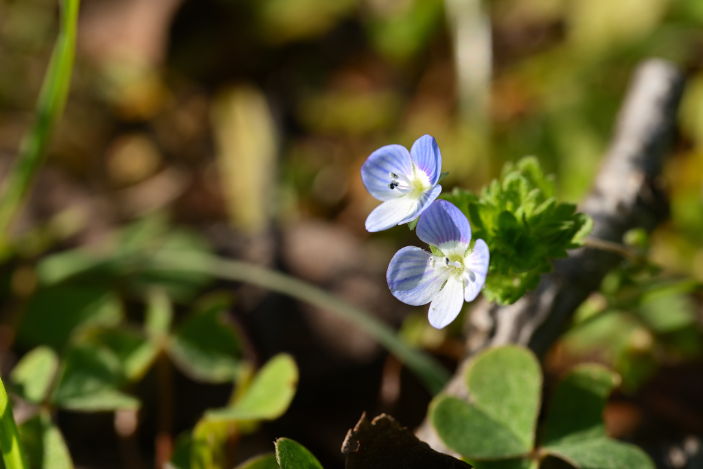 小さな花