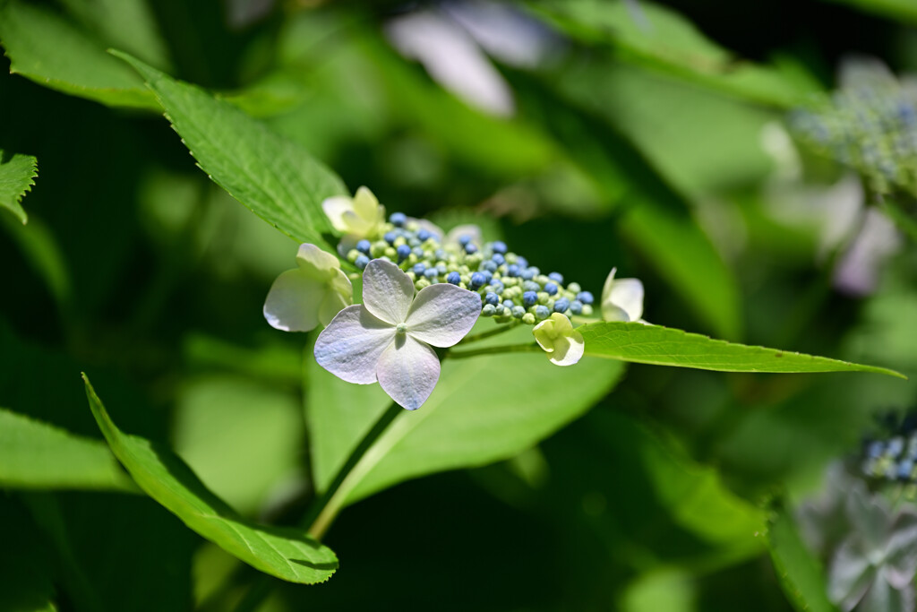 紫陽花