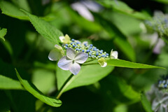 紫陽花