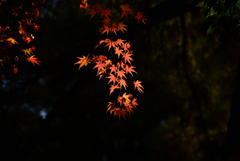 紅葉