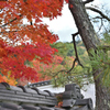 紅葉