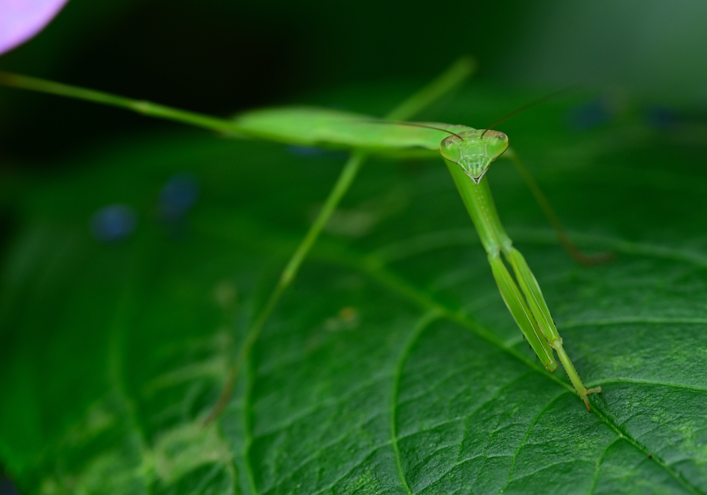 カマキリ