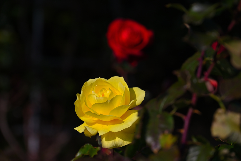薔薇
