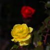 薔薇