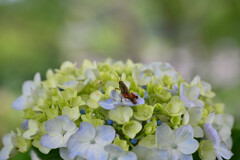 紫陽花