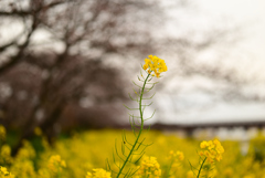 菜の花