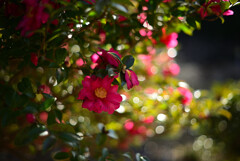 山茶花