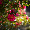 山茶花
