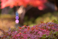 紅葉
