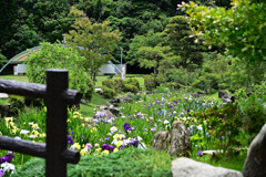 花菖蒲