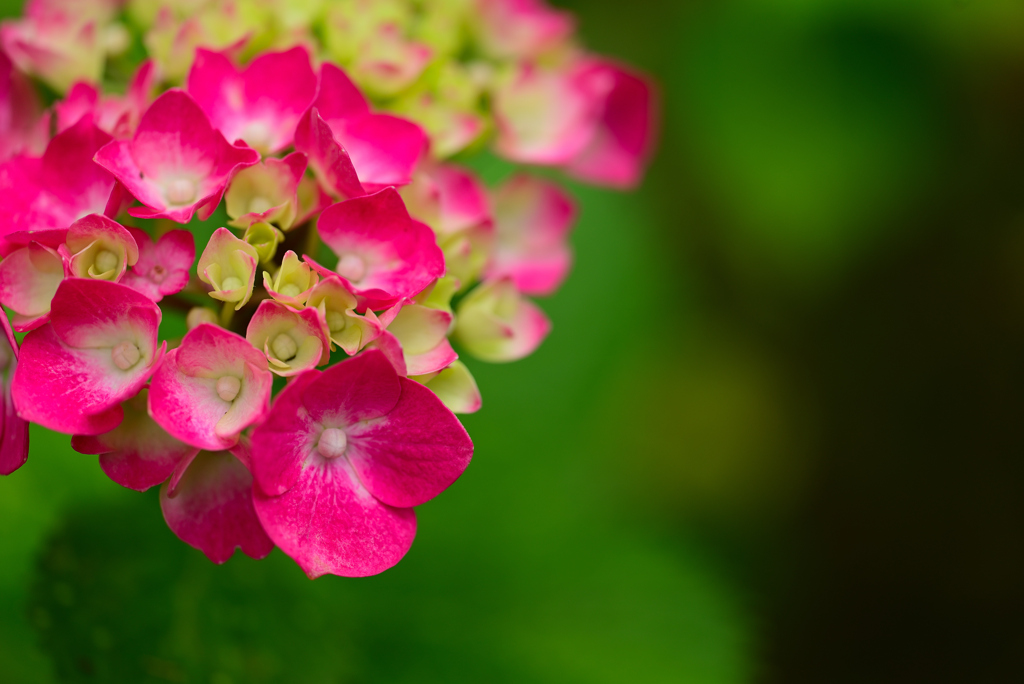 紫陽花