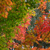紅葉