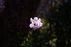 桜玉