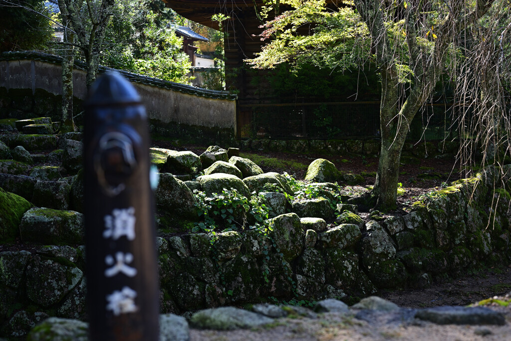 苔むす石垣