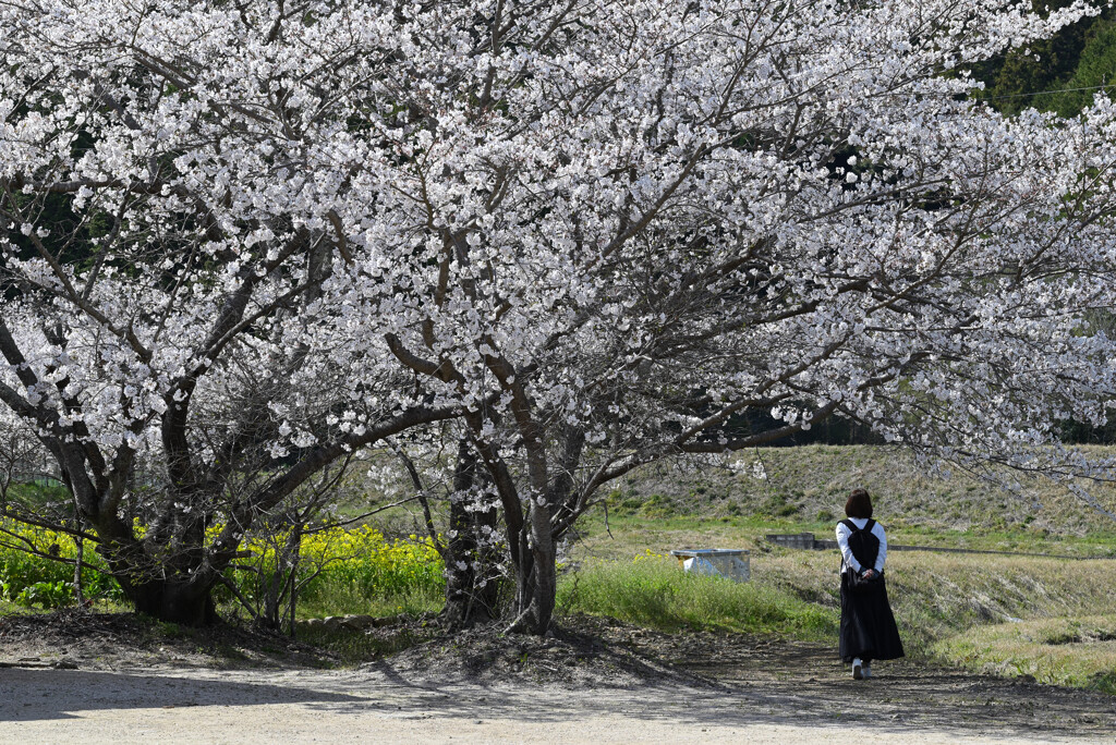 桜の木の下で