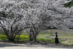 桜の木の下で
