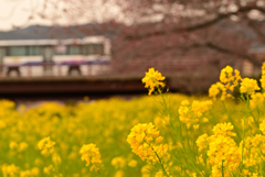 菜の花