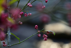 薄桃色