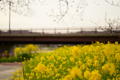 菜の花