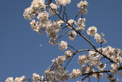 桜の隙間から