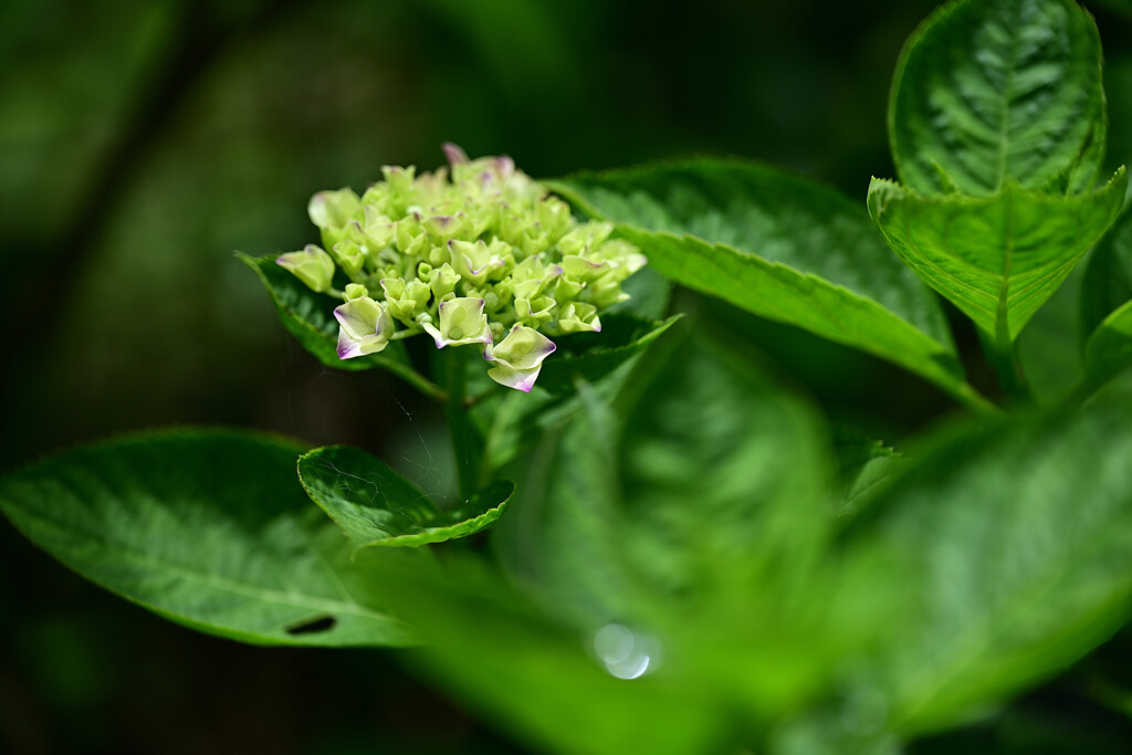 紫陽花