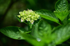 紫陽花