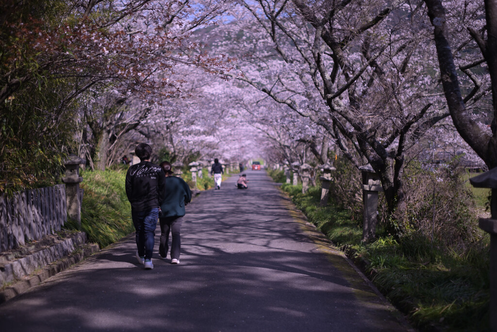 桜のトンネル