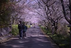 桜のトンネル