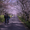 桜のトンネル