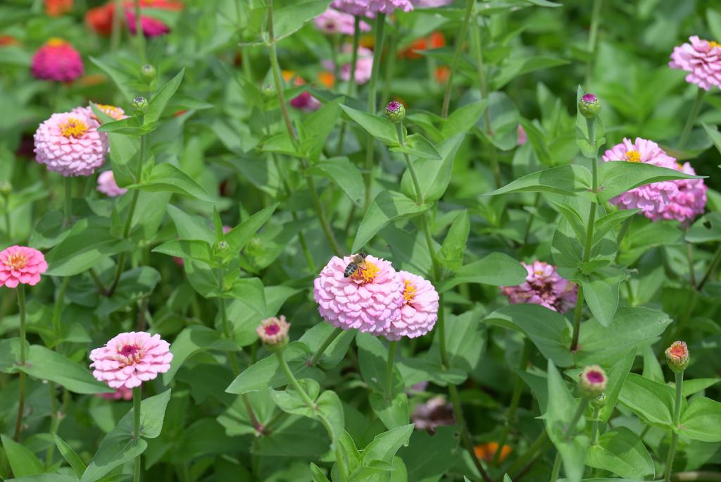 花とミツバチ