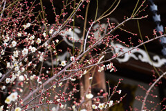 お寺さんの白梅