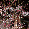 お寺さんの白梅
