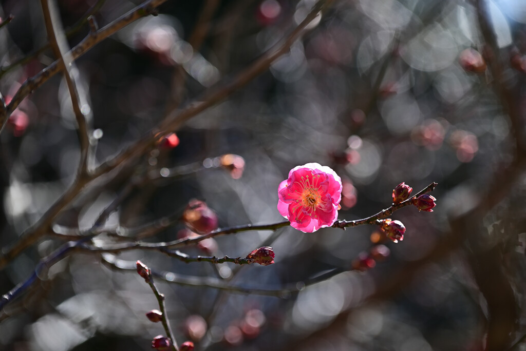 紅梅