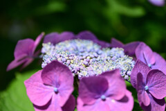 紫陽花