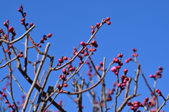 開花待ち