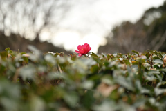 紅一点