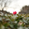 紅一点