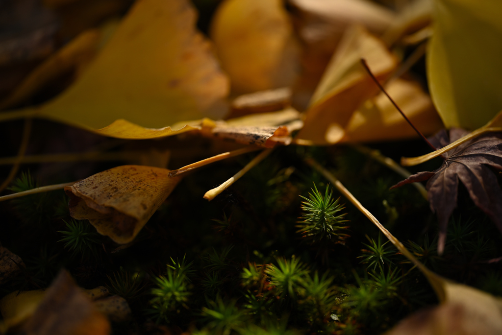 落ち葉と苔