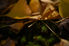 落ち葉と苔